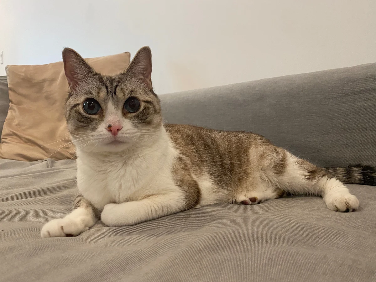 Doctor, a MERP community cat relaxing on the sofa